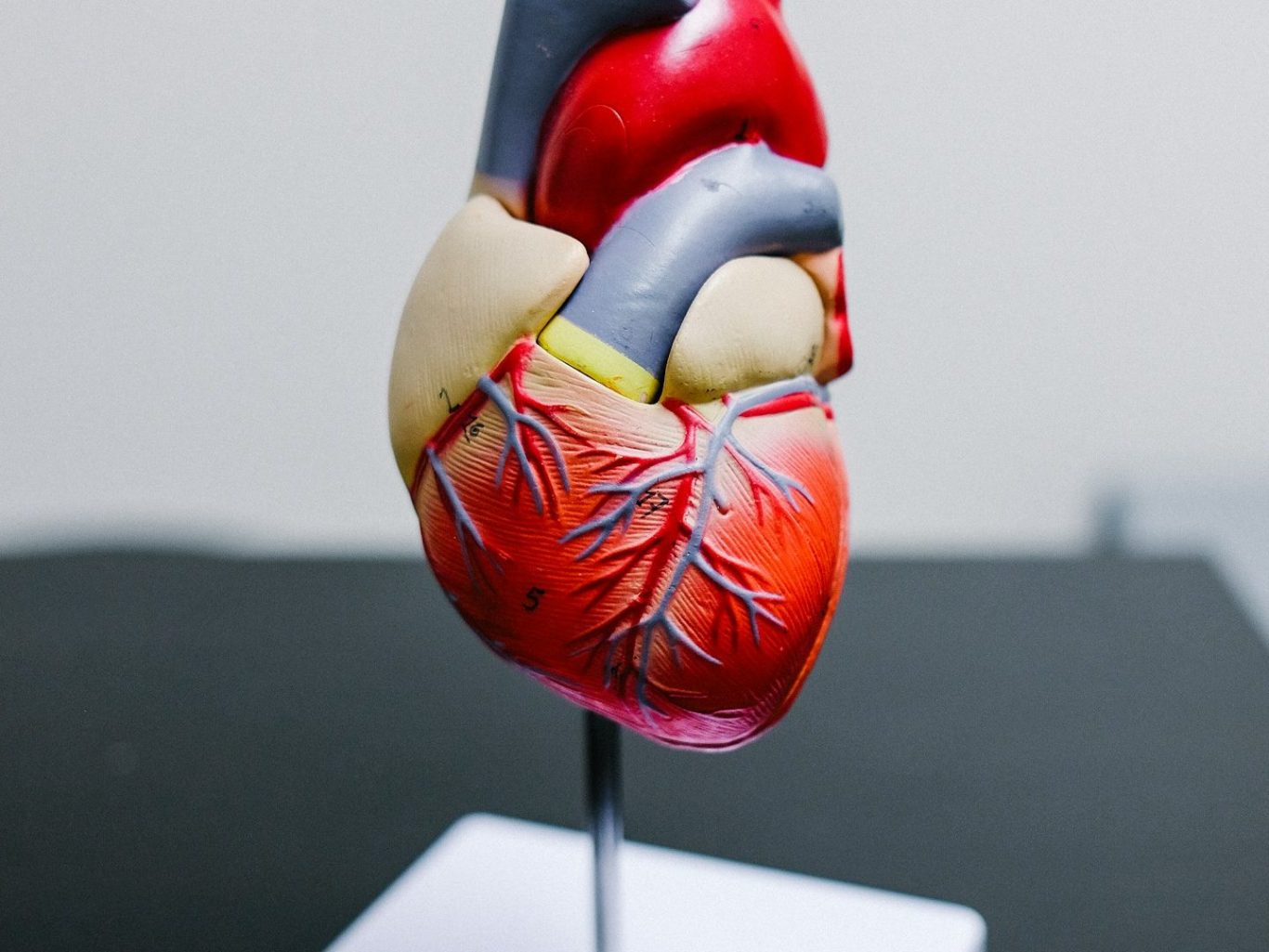A detailed anatomical model of a human heart.
